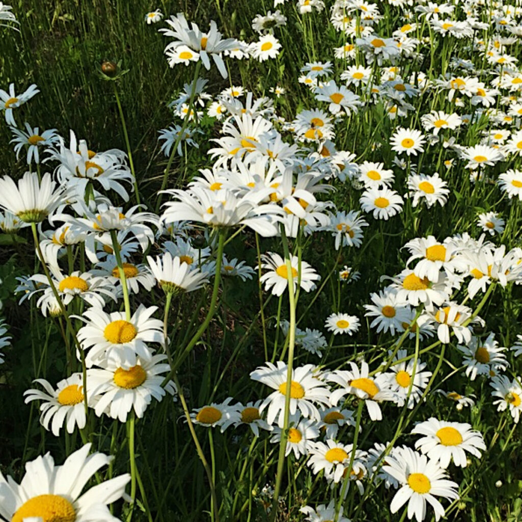 Musique Journal -   Pour bela la mort n’est que le début, et la suite n’a rien d’un afterwork